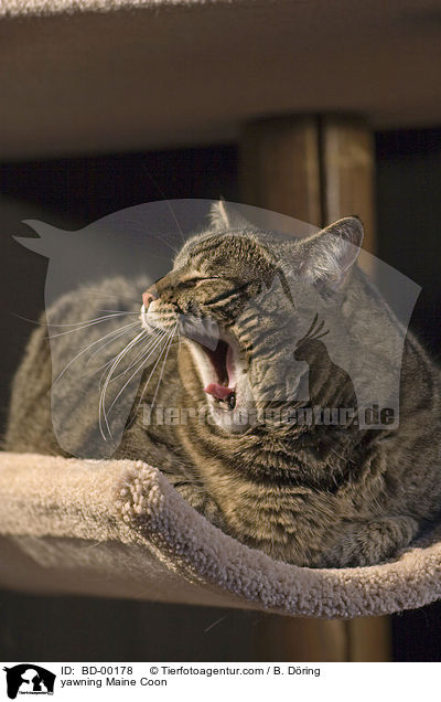 yawning Maine Coon / BD-00178
