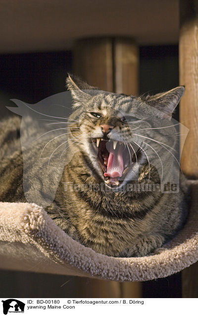 ghnende / yawning Maine Coon / BD-00180