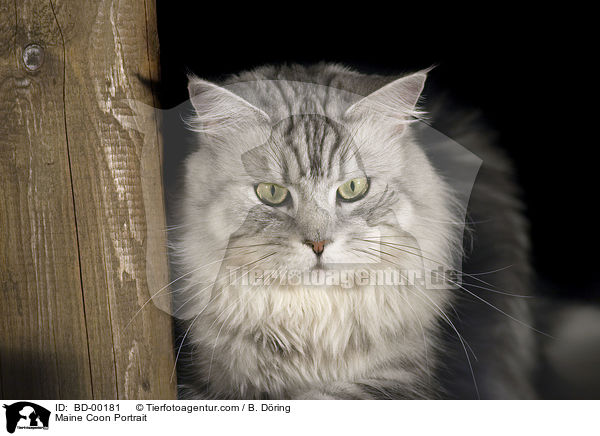 Maine Coon Portrait / Maine Coon Portrait / BD-00181