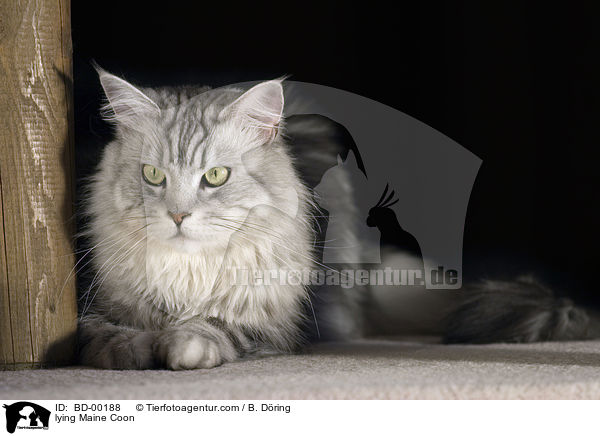 liegende / lying Maine Coon / BD-00188