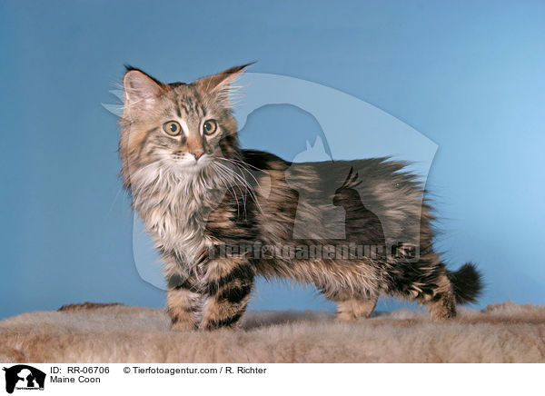 Maine Coon / RR-06706