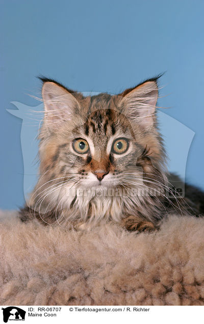 Maine Coon / RR-06707