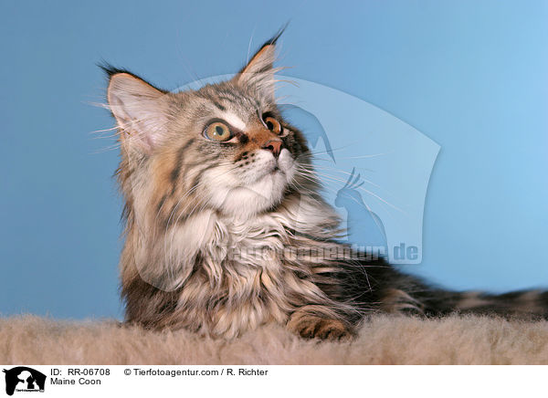 Maine Coon / RR-06708