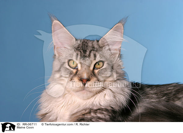 Maine Coon / Maine Coon / RR-06711