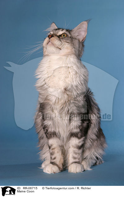 Maine Coon / Maine Coon / RR-06715
