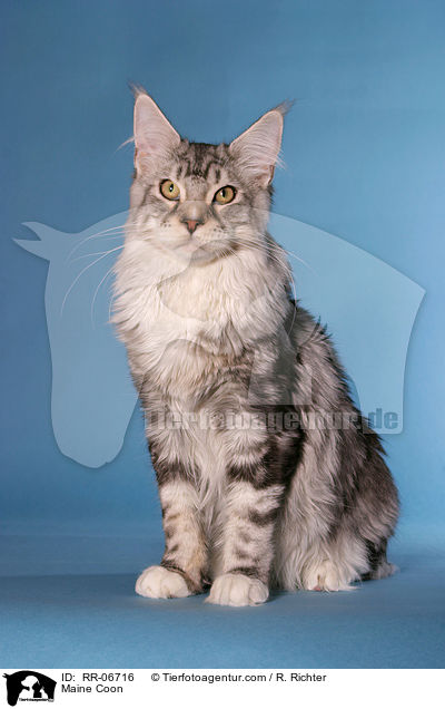 Maine Coon / RR-06716