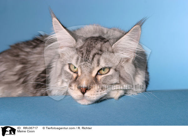 Maine Coon / Maine Coon / RR-06717