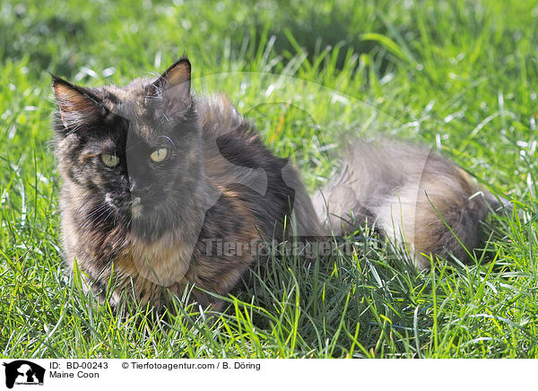Maine Coon / Maine Coon / BD-00243