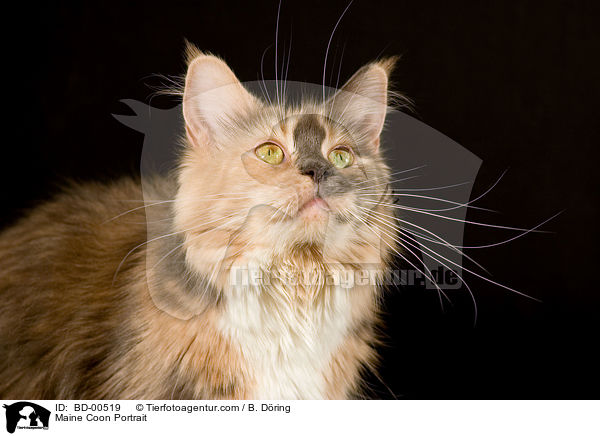 Maine Coon Portrait / BD-00519