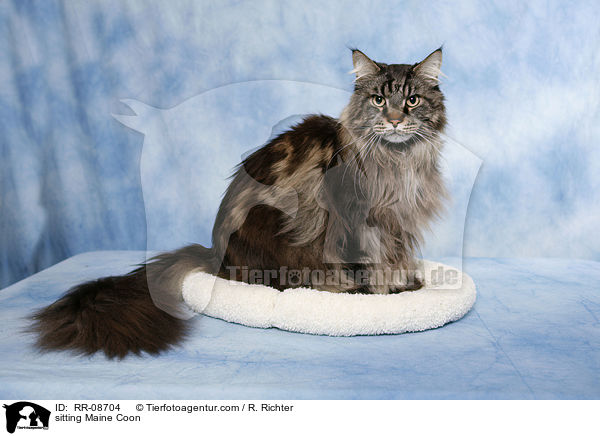 sitting Maine Coon / RR-08704