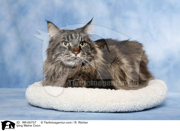 liegende Maine Coon / lying Maine Coon / RR-08707
