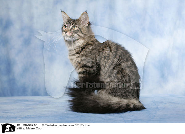 sitzende Maine Coon / sitting Maine Coon / RR-08710