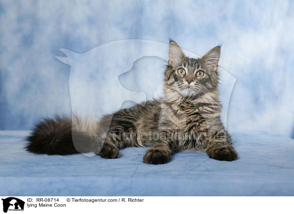liegende Maine Coon / lying Maine Coon / RR-08714
