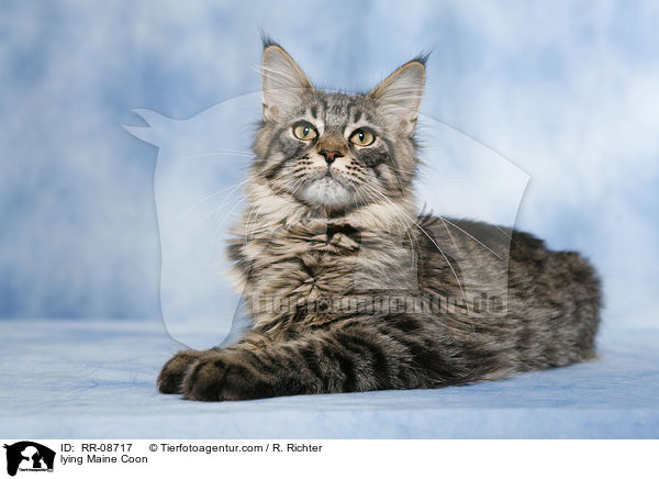 liegende Maine Coon / lying Maine Coon / RR-08717