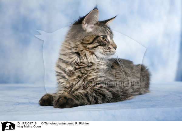liegende Maine Coon / lying Maine Coon / RR-08719