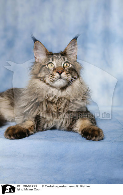 liegende Maine Coon / lying Maine Coon / RR-08729