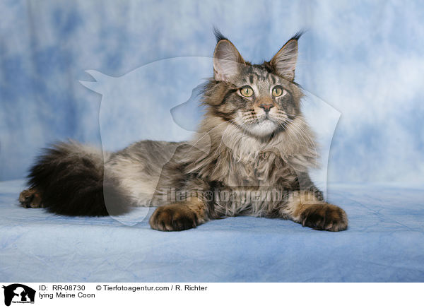 liegende Maine Coon / lying Maine Coon / RR-08730