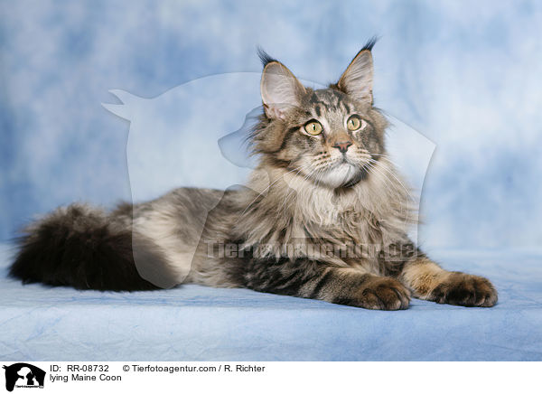 liegende Maine Coon / lying Maine Coon / RR-08732