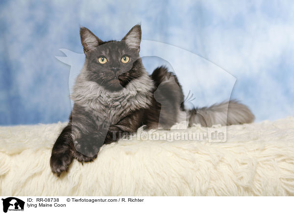 liegende Maine Coon / lying Maine Coon / RR-08738