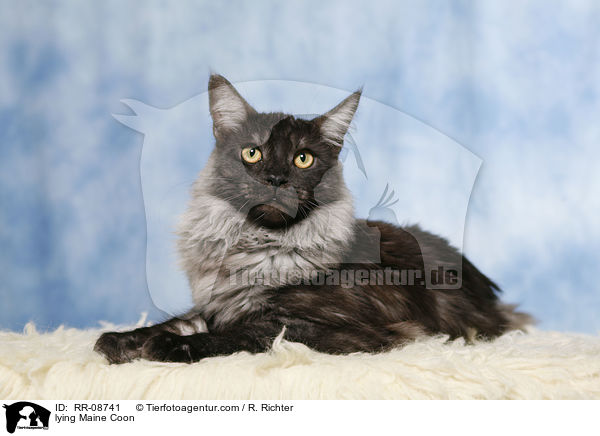 liegende Maine Coon / lying Maine Coon / RR-08741