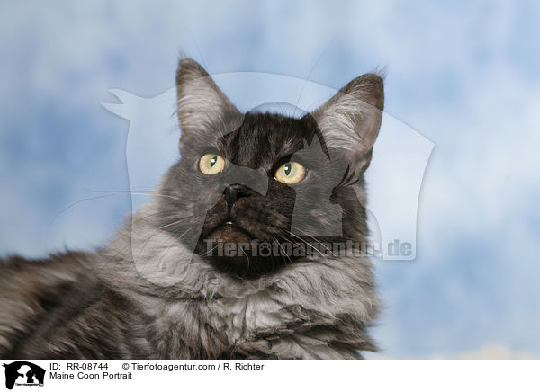 Maine Coon Portrait / Maine Coon Portrait / RR-08744