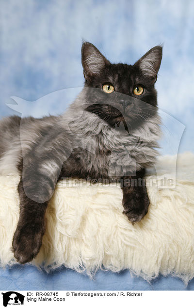 liegende Maine Coon / lying Maine Coon / RR-08745