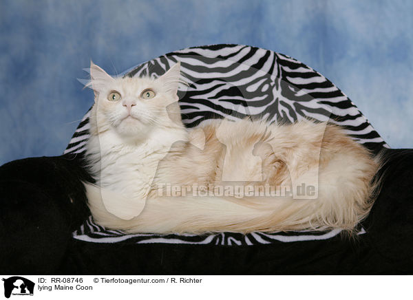 liegende Maine Coon / lying Maine Coon / RR-08746