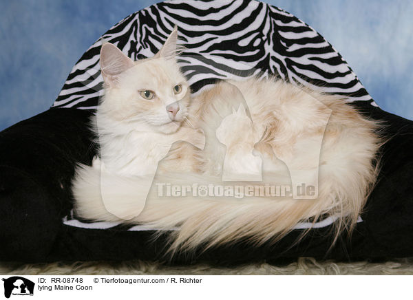 liegende Maine Coon / lying Maine Coon / RR-08748