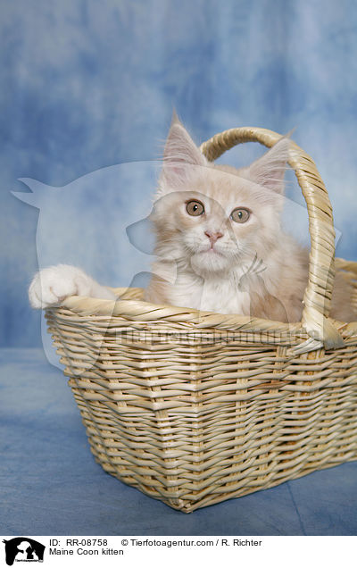 Maine Coon Ktzchen / Maine Coon kitten / RR-08758