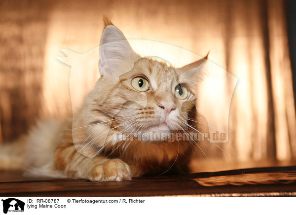 liegende Maine Coon / lying Maine Coon / RR-08787