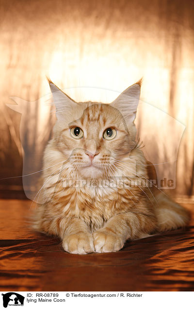 liegende Maine Coon / lying Maine Coon / RR-08789