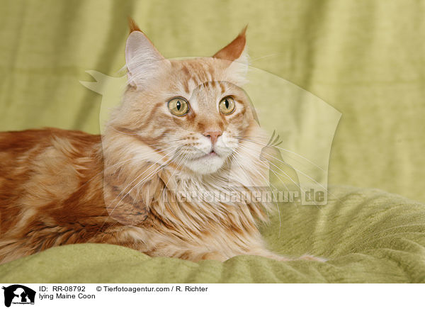 lying Maine Coon / RR-08792