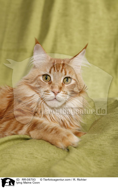 liegende Maine Coon / lying Maine Coon / RR-08793