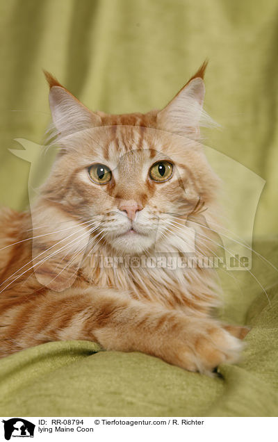 liegende Maine Coon / lying Maine Coon / RR-08794