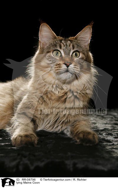 liegende Maine Coon / lying Maine Coon / RR-08796