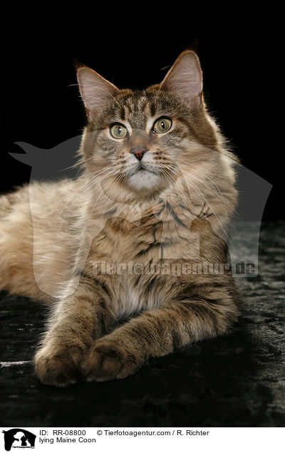 liegende Maine Coon / lying Maine Coon / RR-08800