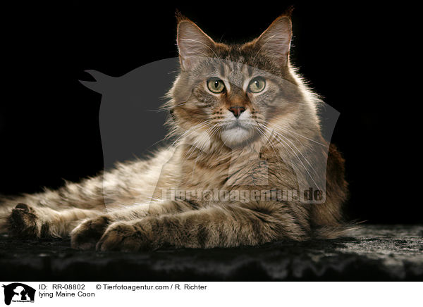 liegende Maine Coon / lying Maine Coon / RR-08802