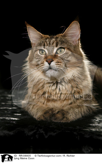 liegende Maine Coon / lying Maine Coon / RR-08805