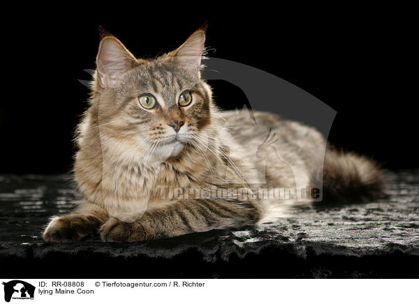 liegende Maine Coon / lying Maine Coon / RR-08808