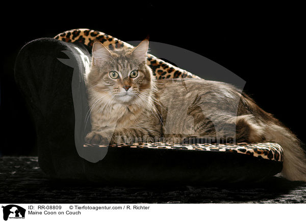 Maine Coon auf Sofa / Maine Coon on Couch / RR-08809