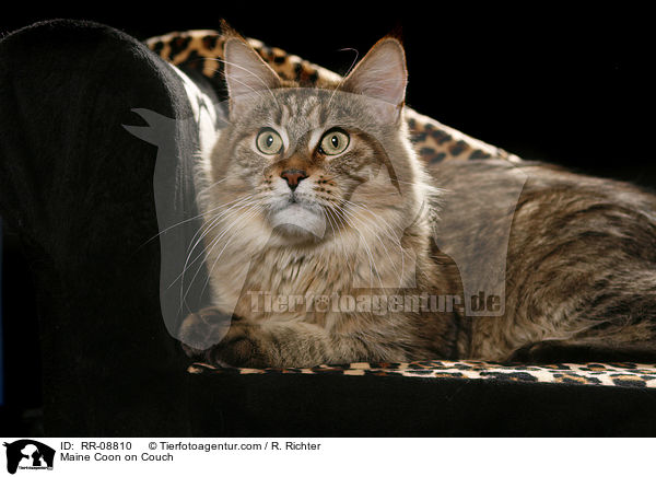 Maine Coon auf Sofa / Maine Coon on Couch / RR-08810