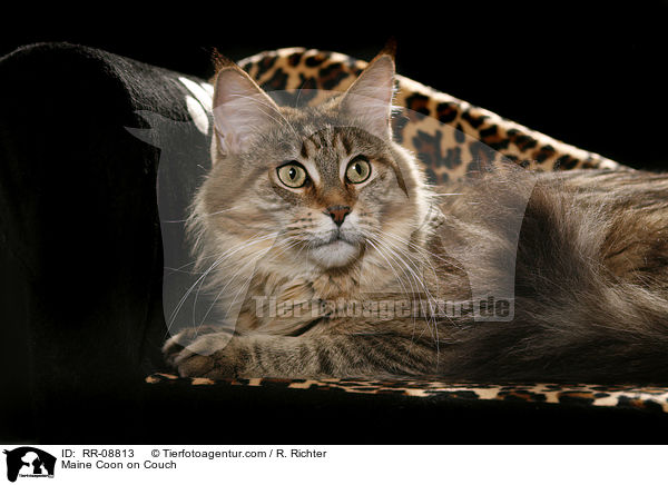 Maine Coon on Couch / RR-08813