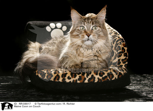 Maine Coon auf Sofa / Maine Coon on Couch / RR-08817