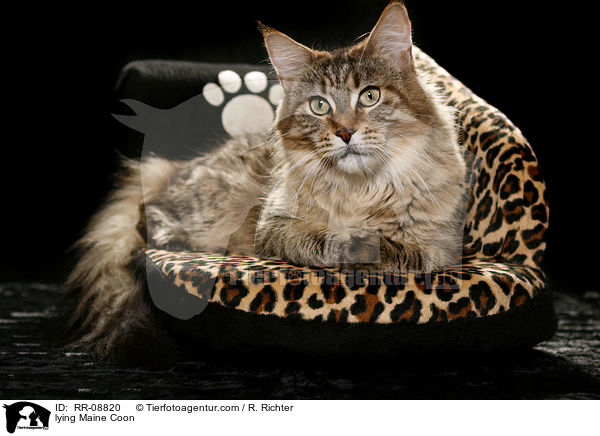 liegende Maine Coon / lying Maine Coon / RR-08820