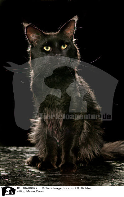 sitting Maine Coon / RR-08822