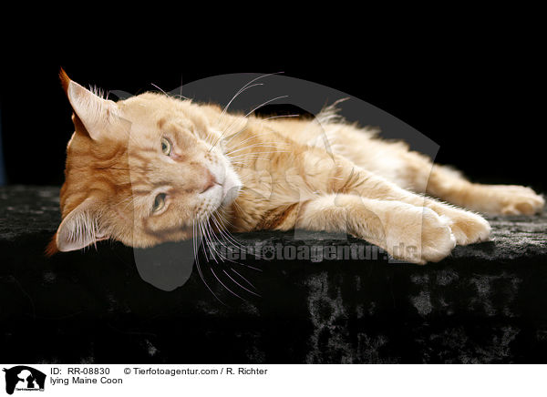 liegende Maine Coon / lying Maine Coon / RR-08830
