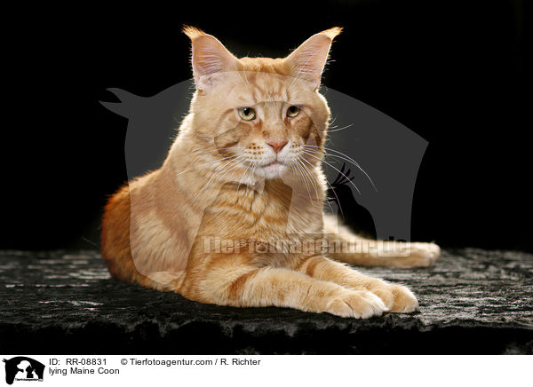 liegende Maine Coon / lying Maine Coon / RR-08831