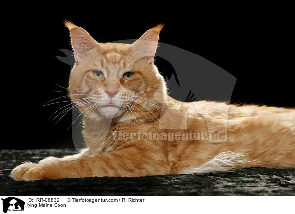 liegende Maine Coon / lying Maine Coon / RR-08832