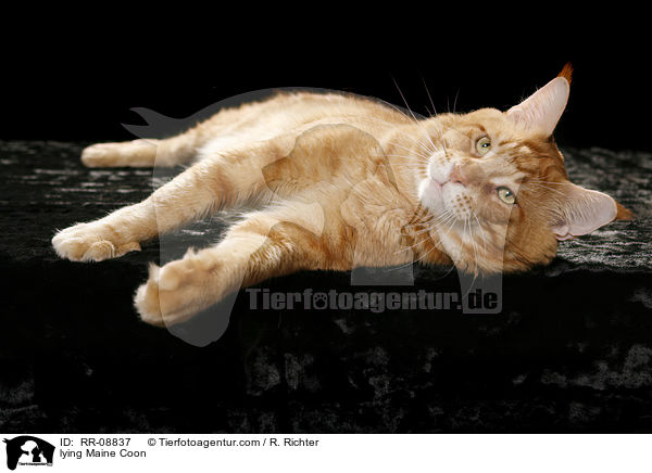 liegende Maine Coon / lying Maine Coon / RR-08837