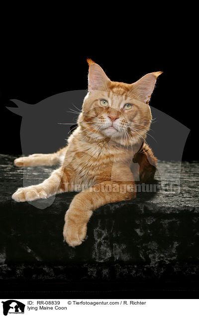 liegende Maine Coon / lying Maine Coon / RR-08839